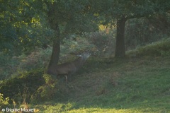 Cerf élaphe