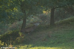 Cerf élaphe