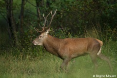 Cerf élaphe