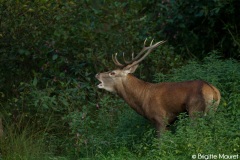 Cerf élaphe