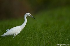 Aigrette garzette