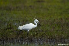 Aigrette garzette