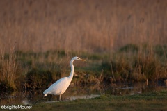 Grande aigrette