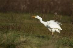 Grande aigrette