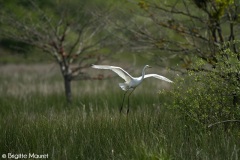 Grande aigrette