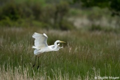 Grande aigrette