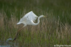 Grande aigrette