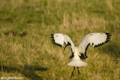 Ibis sacré