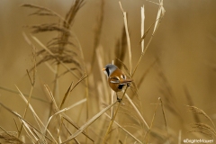 Panure à moustaches