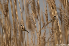 Rémiz penduline