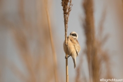 Rémiz penduline