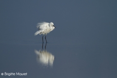 Aigrette garzette