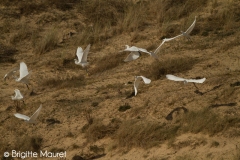 Aigrette garzette