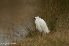 Aigrette garzette