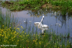 Aigrette garzette