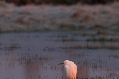 Aigrette garzette