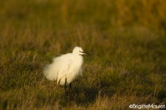 Aigrette garzette