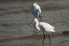 Aigrette garzette