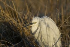 Aigrette garzette