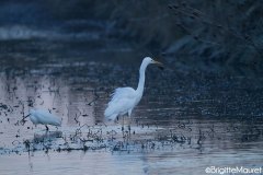 Grande aigrette/Aigrette garzette