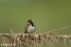 Bruant des roseaux