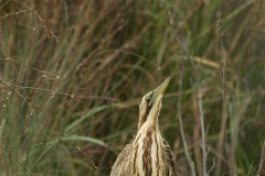 Butor étoilé