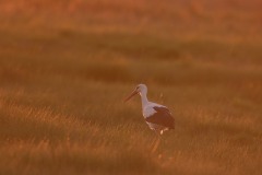 Cigogne blanche