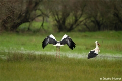 Cigogne blanche