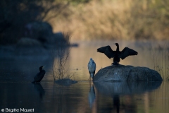 Cormorans