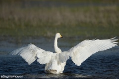 Cygne chanteur