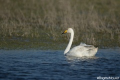 Cygne chanteur