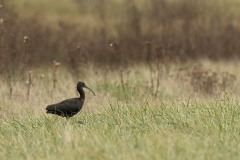 Ibis falcinelle