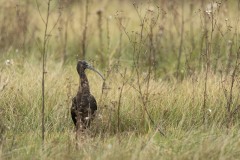 Ibis falcinelle