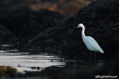 Aigrette garzette