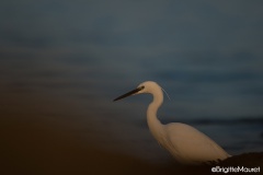 Aigrette garzette