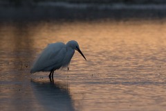 Aigrette garzette