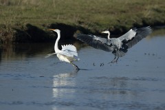 Grande aigrette - Héron cendré