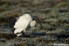 Ibis sacré