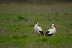 Cigogne blanche