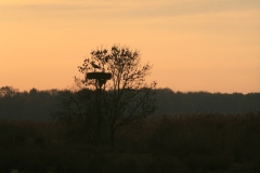 Cigogne blanche