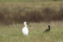 Spatule blanche- Ibis falcinelle