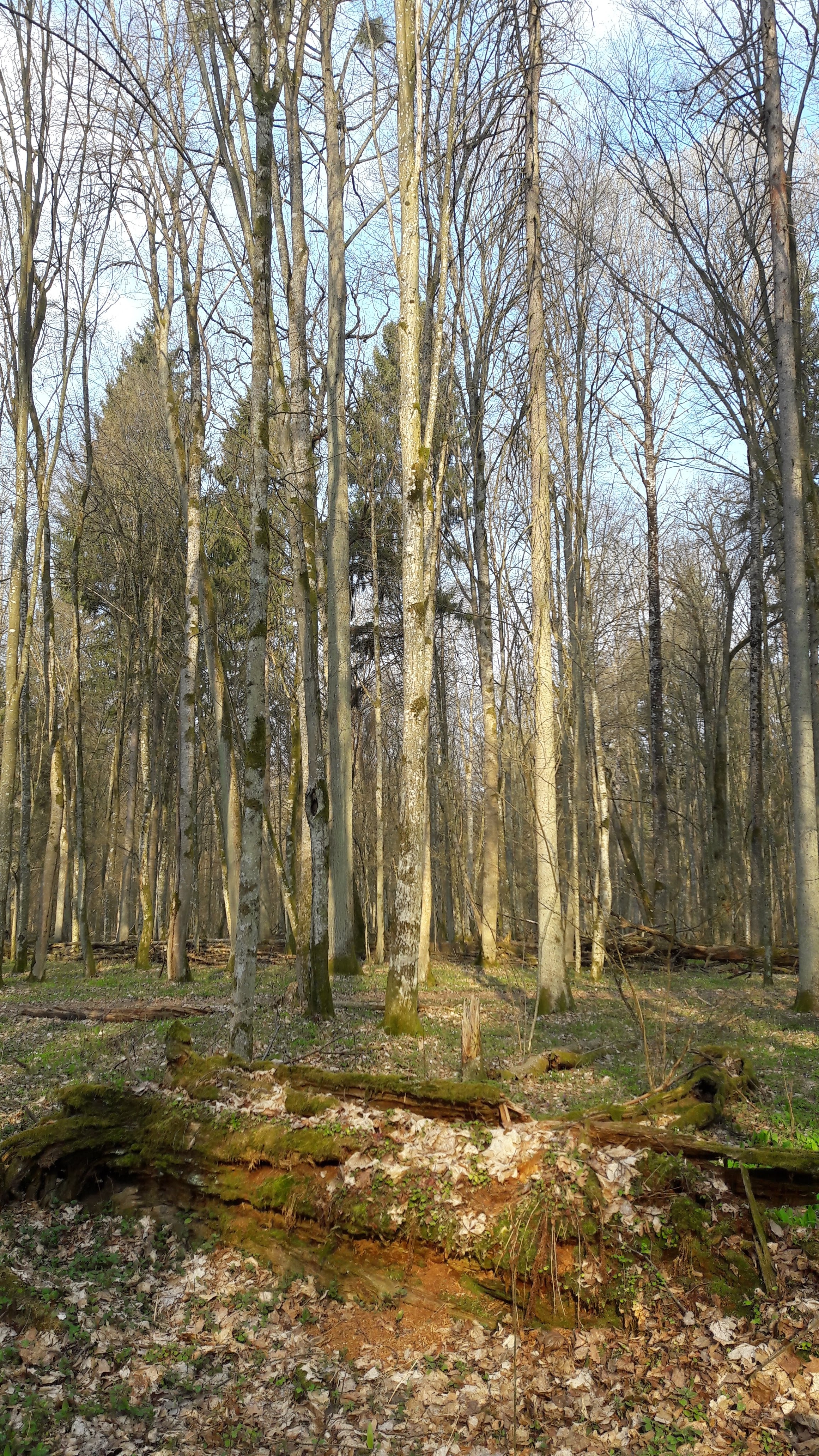 Forêt primaire de Bialowieza