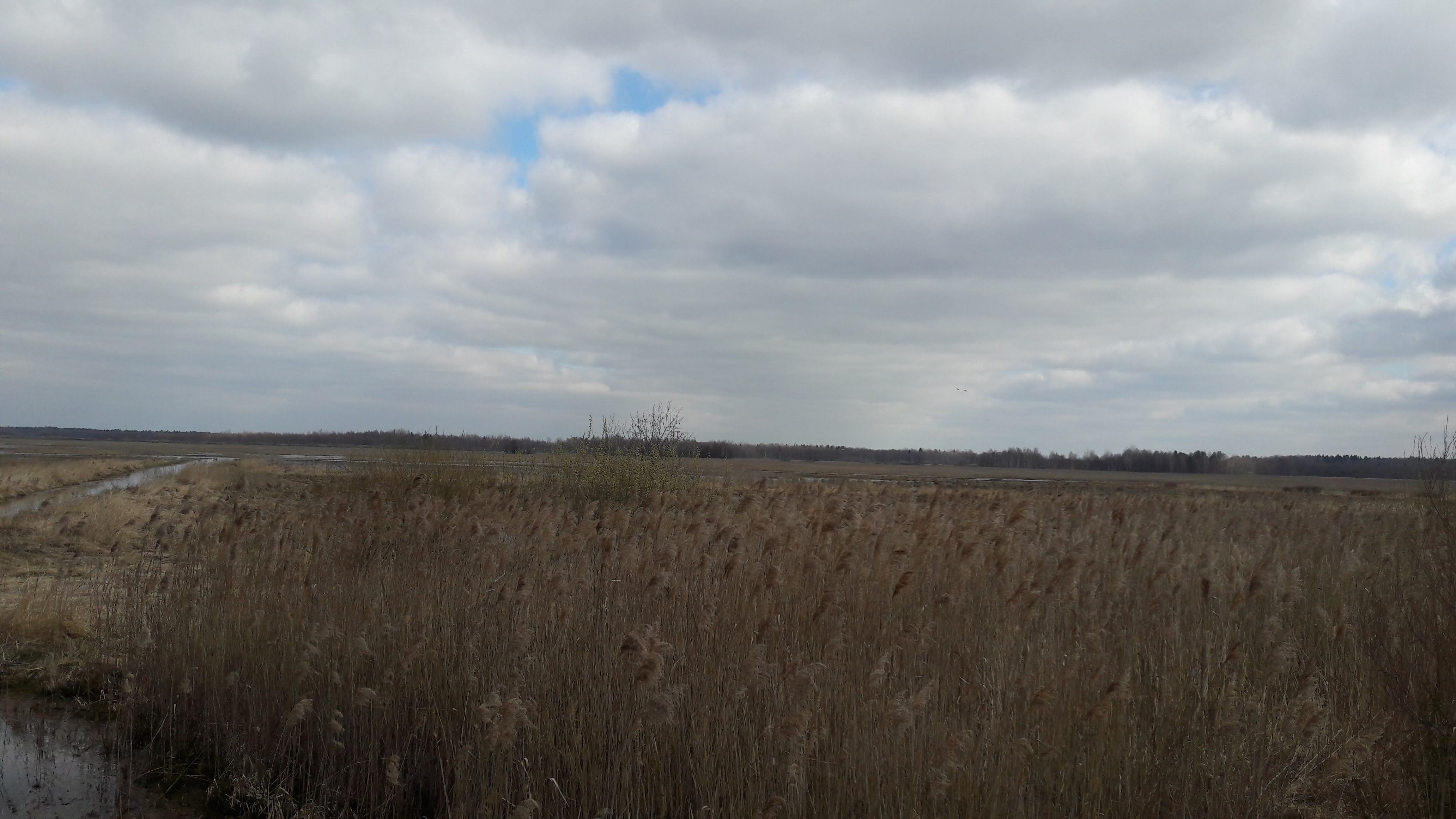 Marais de Siemianowka, frontière Biélorusse