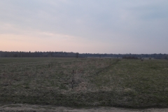 Forêt primaire, Bialowieza