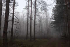 Forêt Bialowieza