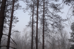 Forêt Bialowieza