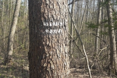 Repère, Forêt Kosy Most, Bialowieza