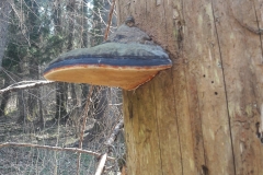 Champignon, Forêt Kosy Most, Bialowieza