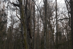 Forêt primaire de Bialowieza