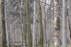 Forêt primaire de Bialowieza